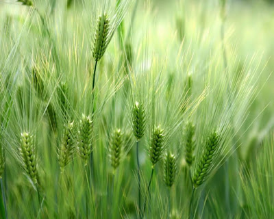 Febrero 10, 2010.Recoger las recompensas