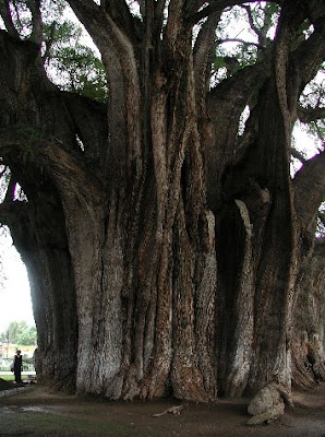 Abril 18, 2010. ¿Cuál es tu Intención?