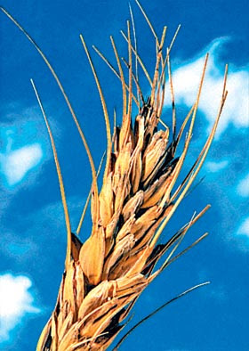 Septiembre 15, 2010. Capacidad de manejo