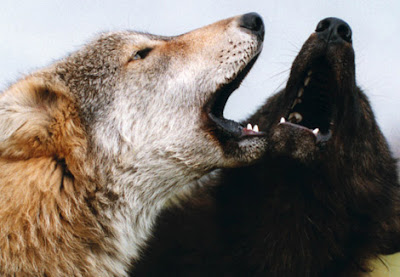 20 Octubre, 2010. Los dos lobos