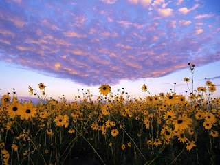 MARTES, 15 DE FEBRERO DE 2011. Saborear las delicias