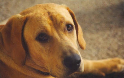 VIERNES, 18 DE MARZO DE 2011. El corazón se mueve primero