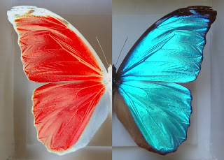 Mayo 4, 2011. Amor en Compasión.