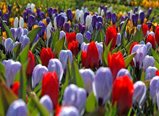 Mayo 17, 2011. Nobleza en Persistencia