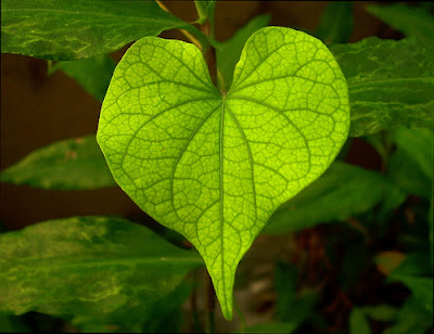 SÁBADO, 3 DE SEPTIEMBRE DE 2011. Nuestro hermoso planeta