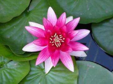 VIERNES, 18 DE NOVIEMBRE DE 2011 ¿Qué has venido a enseñarme?