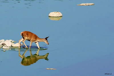 Sábado, 02 de junio de 2012 Lo que la cierva hace.