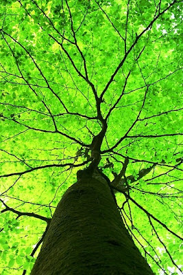 Jueves, 23 de agosto de 2012  Planta la semilla nuevamente