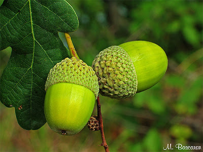 Sábado, 9 de febrero de 2013. La importancia de la comunidad