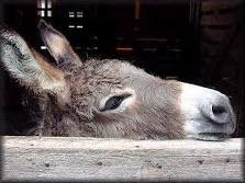 Miércoles, 19 de junio de 2013 Evadir el dolor