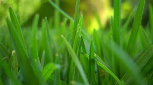 Miércoles, 5 de junio de 2013 ¿El pasto es siempre más verde?