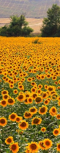 Jueves, 8 de agosto de 2013. La plenitud no viene de manera gratuita