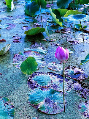 Del 20 al 26 de octubre de 2013 La vida no se trata acerca de ser perfecto