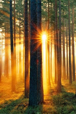 Viernes, 11 de octubre de 2013  Humanos