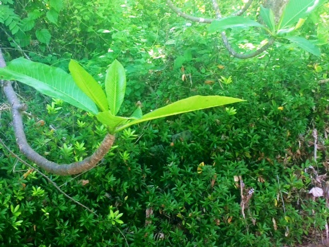 Miércoles 28 de mayo de 2014. Sobre Maljut