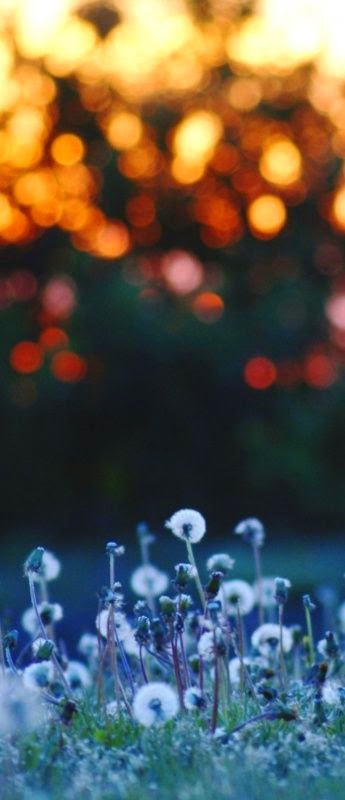 Sábado, 13 de septiembre de 2014. El Campo de Acción.