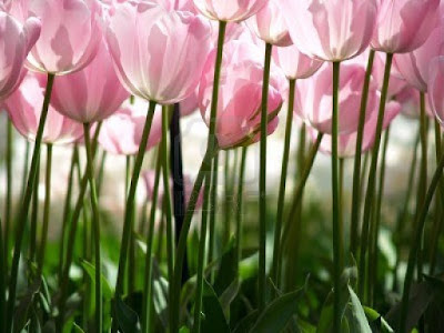 Lunes, 29 de febrero de 2016. Sé parte del milagro