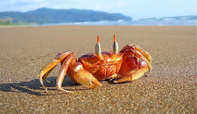 Domingo 3 de julio de 2016. Coraza de protección.