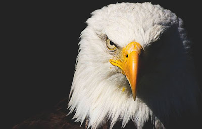 Ser como un águila.