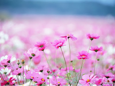 Cultivando flores