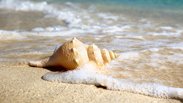 Tsaraat, lo que es la lepra