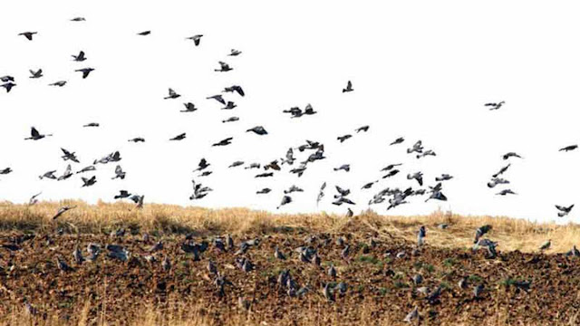 Codornices que el viento trajo
