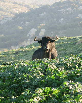 Aprendiendo de Tauro