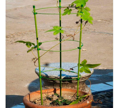 Disciplina para apoyar