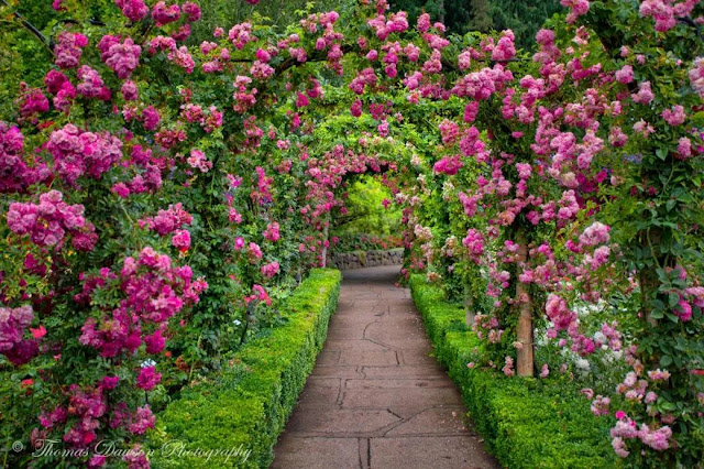 Nunca te prometí un jardín de rosas
