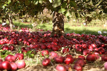 La necesidad del Orden