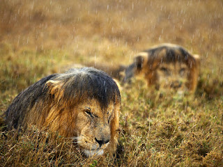 Lluvia en el Serengueti