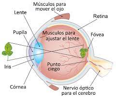 Los factores de la visión