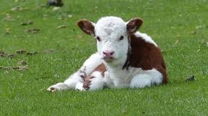 «El peligro de «saber poquito»