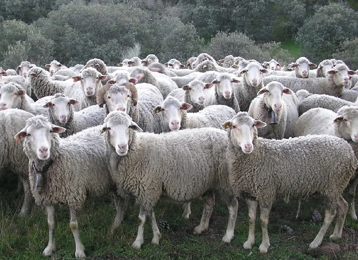 «Razones sinrazón»