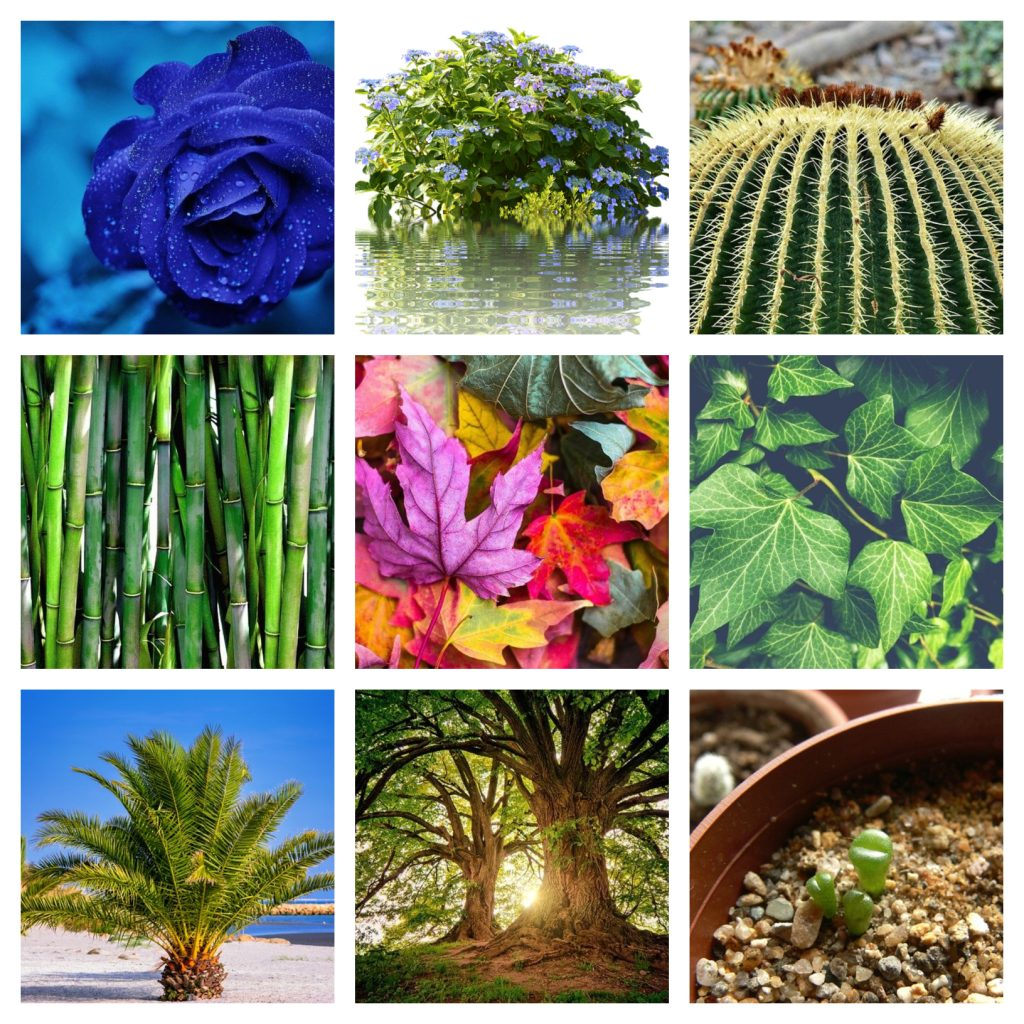 El poder del Reino Vegetal