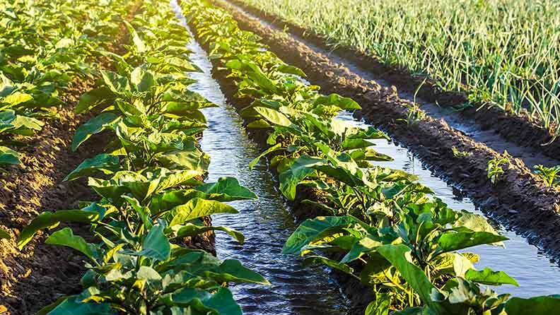 Objetivo: Ser canales