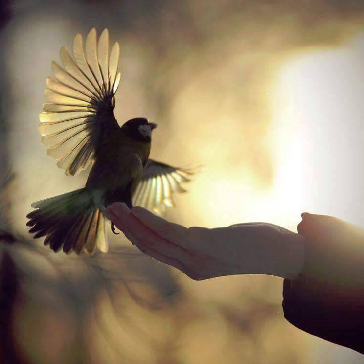 Aprender a volar