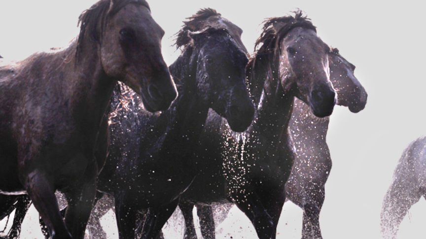 Correr enfrente de los caballos