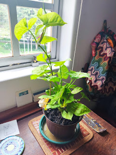 El poder de la persistencia en el amor