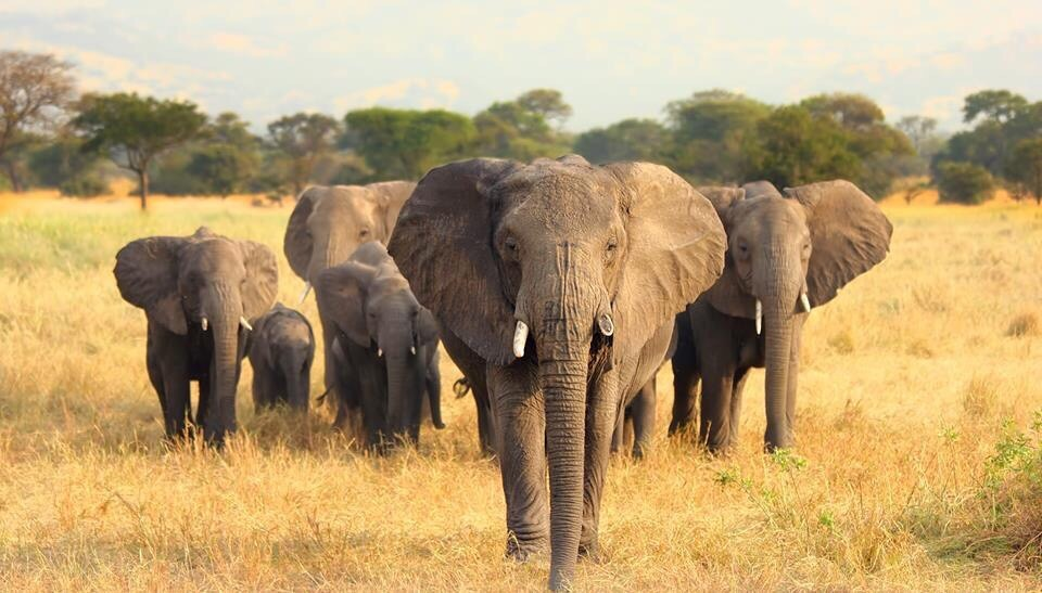 Balance en liderazgo