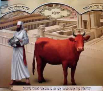 La generosidad de la vaca roja