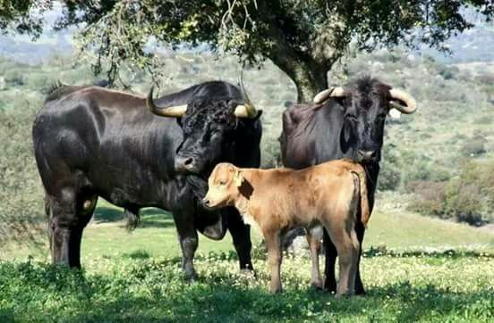 Vacas, toros y becerros